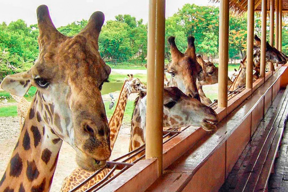 Safari World